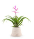 Tillandsia Andreus