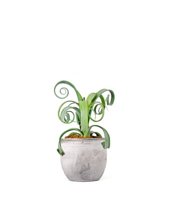 Tillandsia arricciata