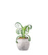 Tillandsia arricciata