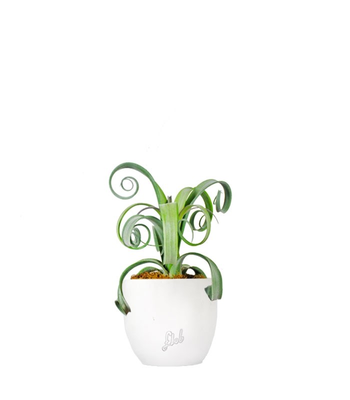 Tillandsia arricciata