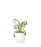 Tillandsia arricciata
