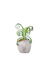 Tillandsia arricciata