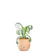 Tillandsia arricciata