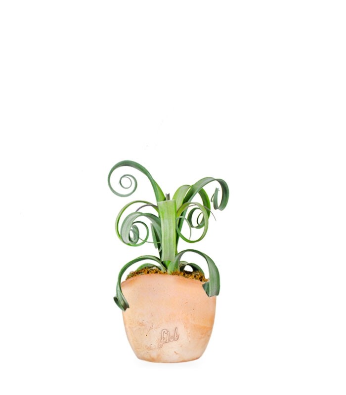 Tillandsia arricciata