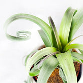 Tillandsia arricciata