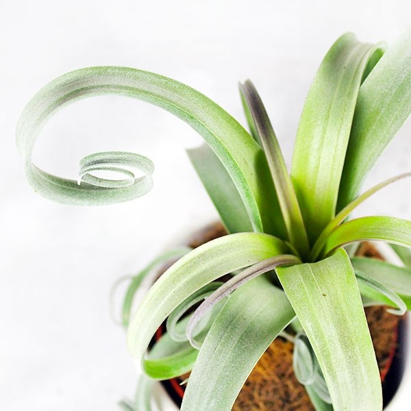 Tillandsia arricciata