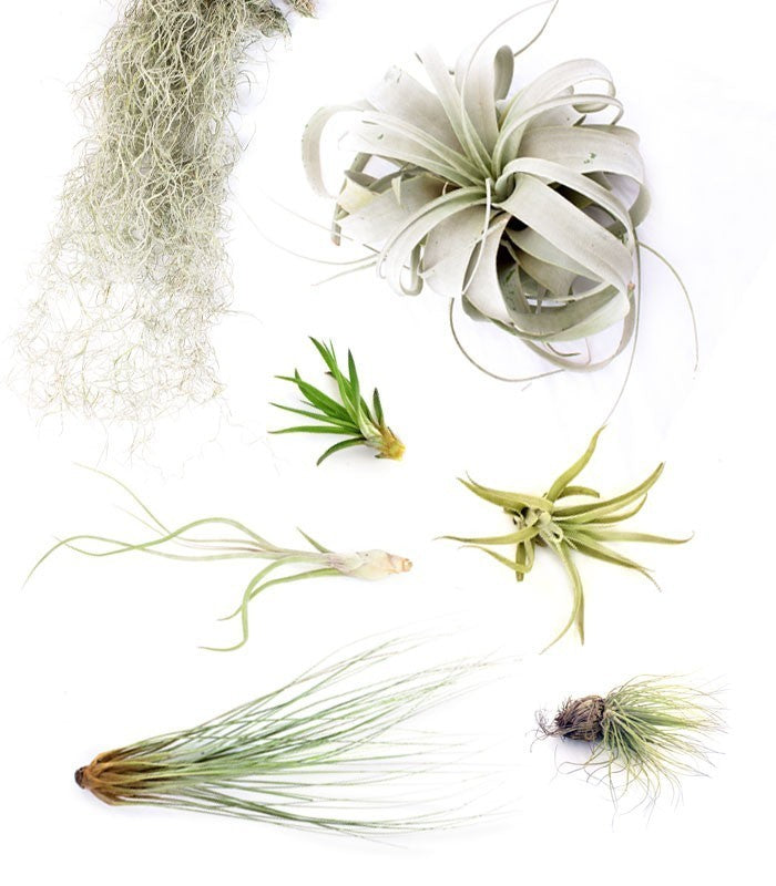 Tillandsia Box Large