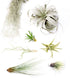 Tillandsia Box Large