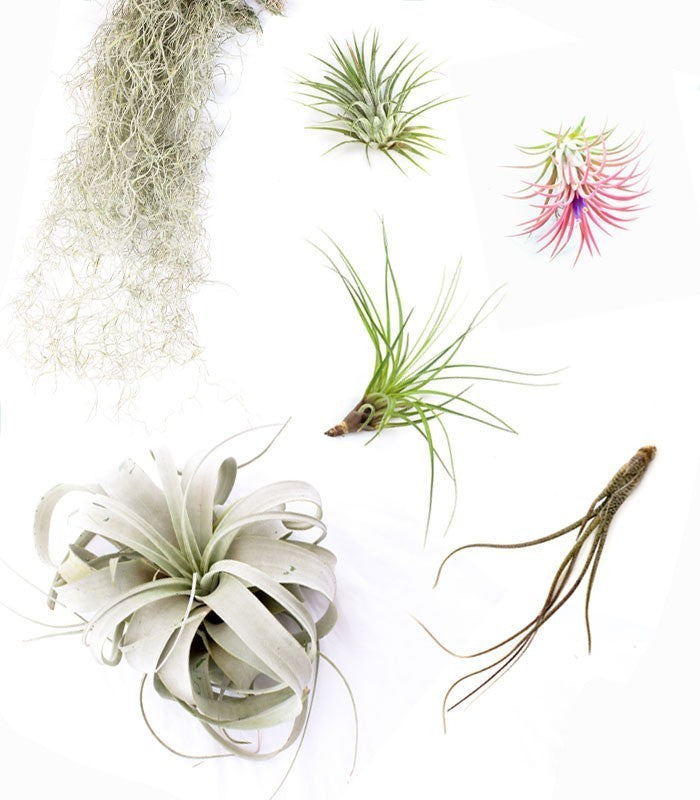 Tillandsia Box Medium