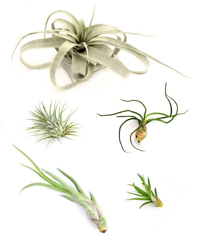 Tillandsia Box Small