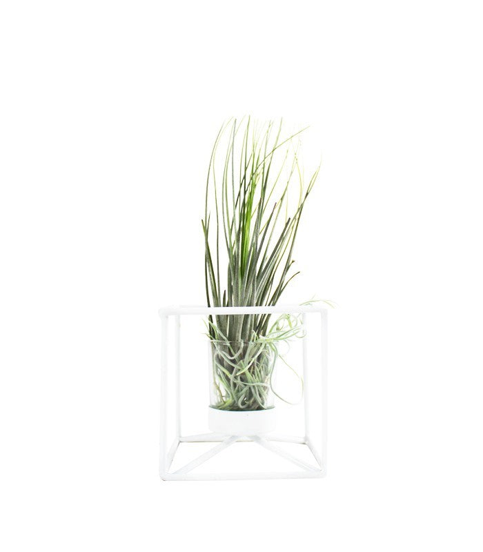 Tillandsia con supporto colore bianco