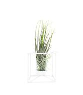 Tillandsia con supporto colore bianco