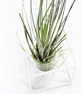 Tillandsia con supporto colore bianco