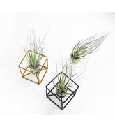 Tillandsia con supporto colore bianco
