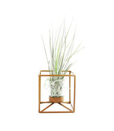 Tillandsia con supporto colore bronzo