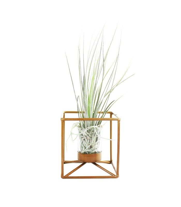 Tillandsia con supporto colore bronzo