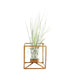 Tillandsia con supporto colore bronzo