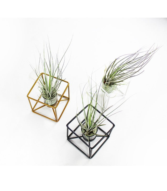 Tillandsia con supporto colore bronzo