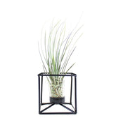 Tillandsia con supporto colore nero