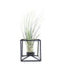 Tillandsia con supporto colore nero