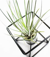 Tillandsia con supporto colore nero