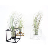 Tillandsia con supporto colore nero