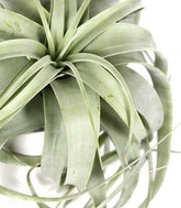 Tillandsia con vaso Flob