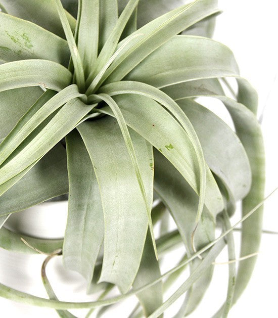 Tillandsia con vaso Flob