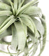 Tillandsia con vaso Flob
