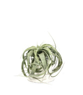 Tillandsia con vaso Flob
