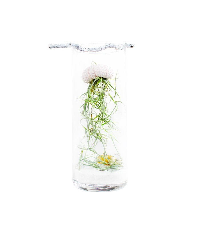 Tillandsia in vetro medusa