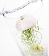 Tillandsia in vetro medusa