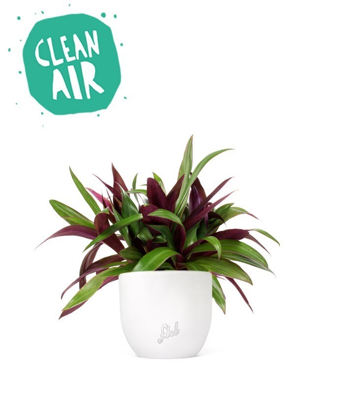 Tradescantia