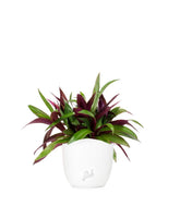 Tradescantia