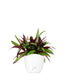 Tradescantia