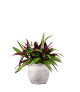 Tradescantia