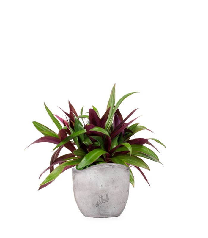 Tradescantia