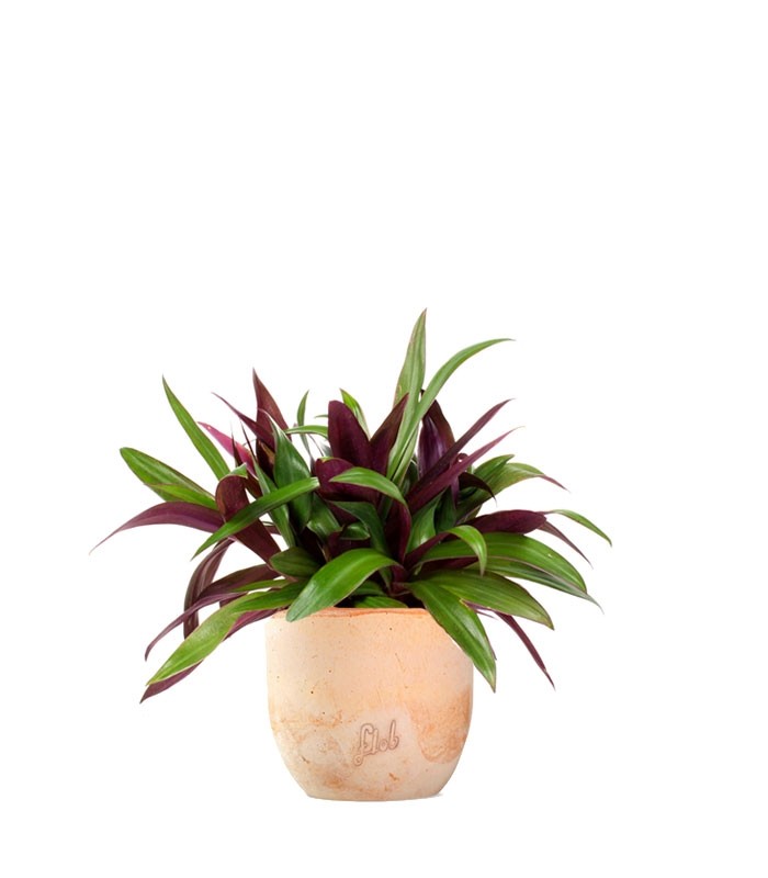 Tradescantia
