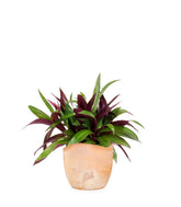 Tradescantia