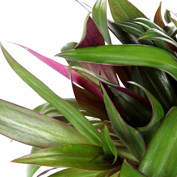 Tradescantia