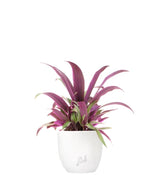 Tradescantia viola