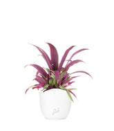 Tradescantia viola