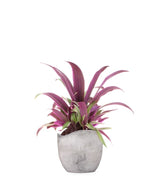 Tradescantia viola