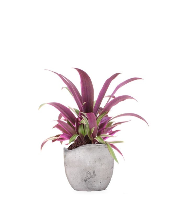 Tradescantia viola
