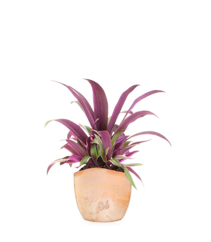 Tradescantia viola