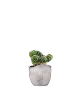 Trichocereus pachanoii crestato