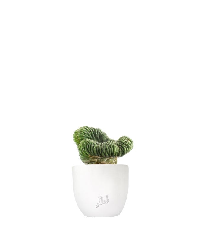 Trichocereus pachanoii crestato