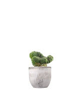 Trichocereus pachanoii crestato