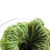 Trichocereus pachanoii crestato