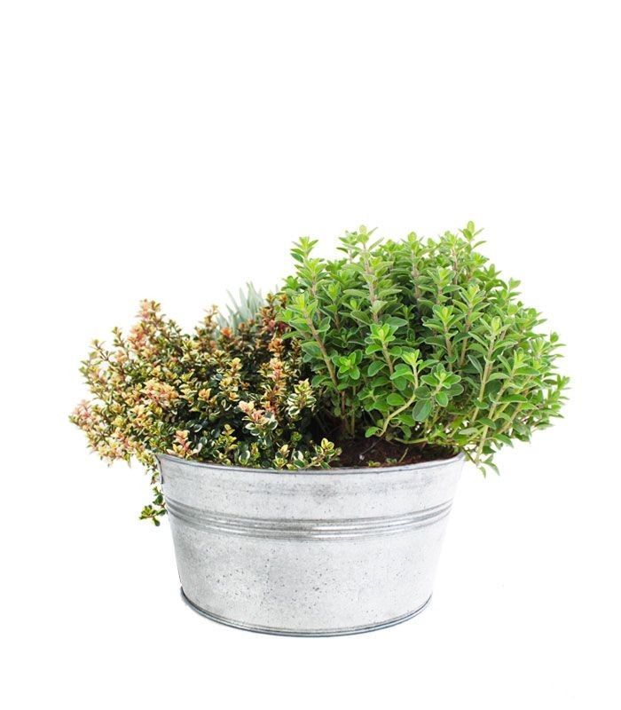 Tris di lavanda maggiorana e timo variegato